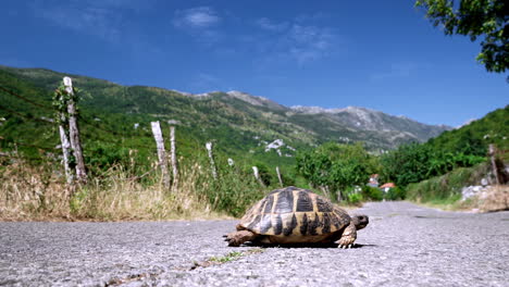 Close-up-of-a-tortoise-slowly-crossing-an-asphalt-road-in-Montenegro-with-a-wire-fence-next-to-the-road-and-high-mountains-in-the-background