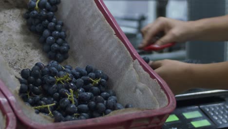 Close-up-shot-of-a-worker-packaging-freshly-harvested-grapes-in-a-processing-facility
