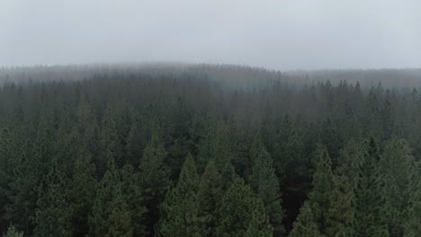 4K-drone-aerial-shot-tracking-along-Forrest-tree-tops-on-a-thick-foggy-day