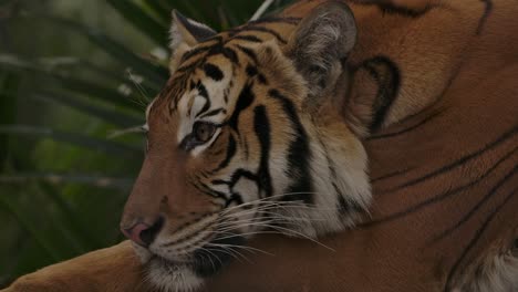 Tiger,-Der-Nahaufnahme-Niederlegt-Und-Im-Dschungel-Nach-Beute-Lauscht