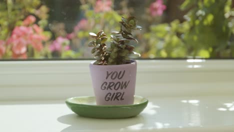 Plant-with-a-slogan-pot-next-to-a-window