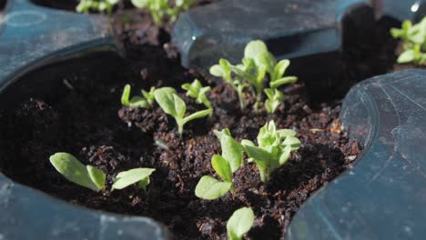 Lettuce-sprouting-in-starter-trays