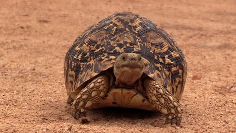Close-view-of-leopard-tortoise-walking-slowly-on-sandy-ground