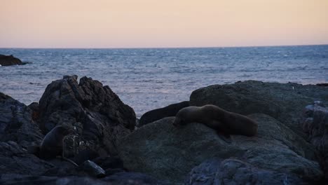 New-Zealand-fur-seals-lying-at-the-shore-on-rocks-during-a-warm-orange-sunset