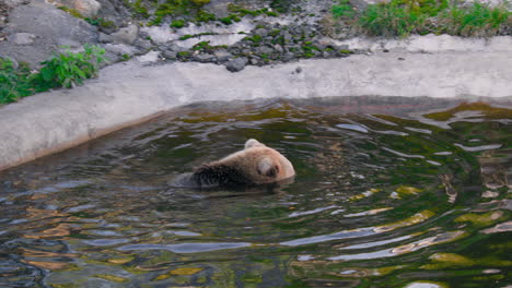Brown-bear-shaking-his-head,-while-swimming,-on-a-sunny-summer-day---Ursus-arctos---Pan-view
