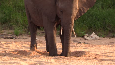 Elephant-digs-in-sand-of-riverbed-with-feet-and-trunk-at-golden-hour