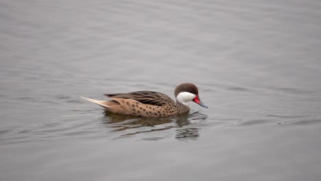 White-Cheeked-Pintail-Duck-Swimming-in-a-Lake-in-Slow-Motion