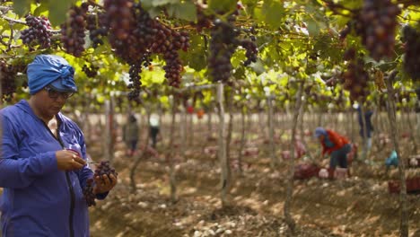 Vineyard-laborer-gathers-and-inspects-a-bundle-of-grapes,-workers-harvesting-in-the-background
