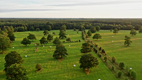 Flying-high-above-a-field-of-oak-trees
