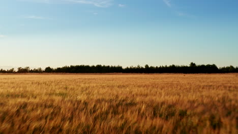 Flying-close-to-the-golden-wheat-with-blue-skies