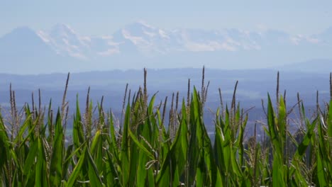 Beautiful-maize-corn-field-in-nature-during-sunny-day-with-alp-mountain-panorama-in-background