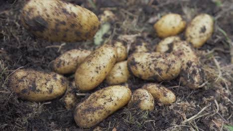 Organically-grown-potatoes-piling-up-4k