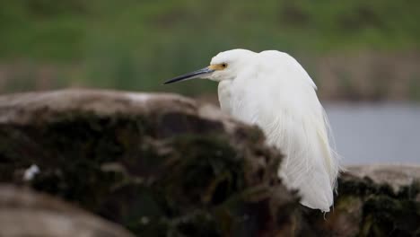 Snowy-Egret-Standing-in-Dead-Palm-Tree-with-the-Wetlands-in-Background-Slow-Motion