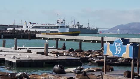 Flock-of-Sea-Lions-Resting-on-Floats-in-San-Francisco-Harbor-Pier-39,-While-Ship-in-Background-Passing-By-60fps