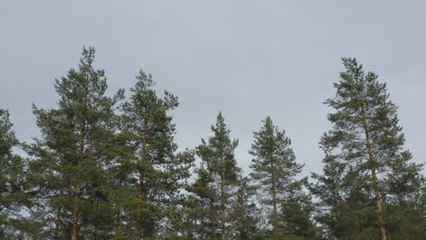Tops-of-trees-in-a-coniferous-forest.-Nature