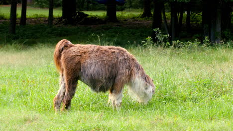 While-a-Llama-grazes-on-grass-in-a-pasture-it-raises-its-head-to-look-at-something-then-scratches-its-front-leg-with-its-rear-foot