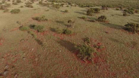 Aerial-view-of-the-African-savannah-with-scattered-trees-on-red-kalahari-sand,-Northern-Cape,-South-Africa
