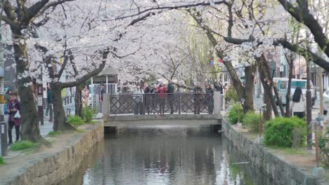 Tourists-On-The-Small-Bridge-Taking-Pictures-Of-The-Lovely-Sakura-Blossoms-At-The-Takase-River-In-Kawaramachi,-Kyoto---wide-shot