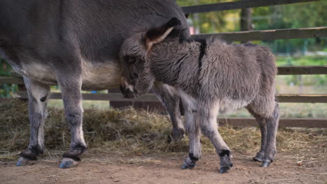 A-cute-little-newborn-miniature-mediterranean-donkey-with-a-fringe-standing-next-to-its-mother,-nudging-her-with-its-head,-then-turning-around-and-going-away,-plank-fence-behind,-close-up-4k-shot
