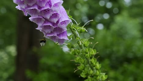 Hummel-Im-Flug-Auf-Der-Suche-Nach-Pollen-Und-Nektar,-Die-Auf-Einem-Rosa-Fingerhut-Blütenstand-Oder-Blumen-In-Nahaufnahme-Im-Freien-In-Einer-Gartenumgebung-Schweben