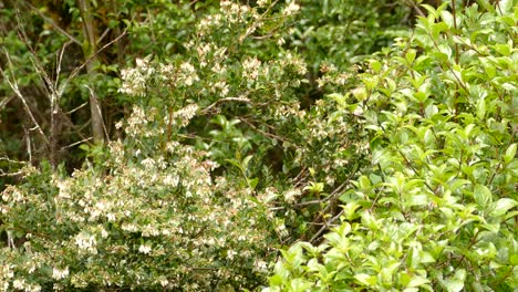 Kleine-Schwarze-Und-Grüne-Kolibris,-Die-Fruchtnektar-In-Einem-Regenwald-Essen