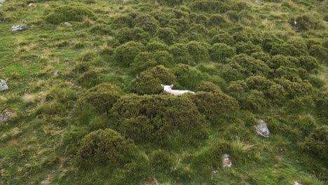 Schüchternes-Lamm-Versteckt-Sich-In-Wicklow-Mountains-Bushs-Irland