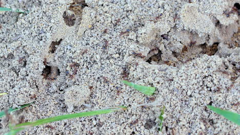 Close-up-shot-of-agitated-ants-as-they-defensively-crawl-around-on-the-surface-of-an-anthill