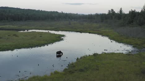 Moose-stops-in-meandering-stream-to-drink-water,-Static-Aerial