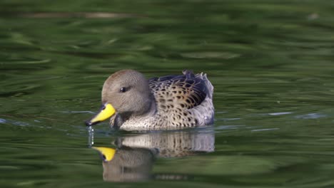 Close-up-of-yellow-billed-teal-swimming-and-dipping-beak-in-wavy-water