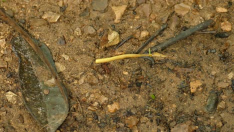 Leafcutter-Ant-Carrying-Dried-Rolled-Up-Yellow-Leaf-Across-the-Ground