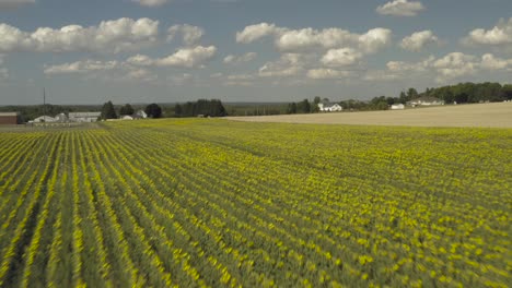 Rows-of-Sunflowers-stretching-for-acres-in-Northern-Maine,-Aerial-flight-pushing-forward