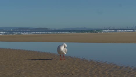 Red-Billed-Gull-Preening-Itself-On-The-Shore-With-Running-Surfers-Passing-By-In-The-Background---Snapper-Rocks-Beach,-Coolangatta,-Australia---wide-slow-mo-shot