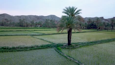 Allein-Dattelpalme-In-Den-Grünen-Reisfeldlandwirtschaftsfeldern,-Die-In-Der-Frühlingssaison-Im-Iran-Durch-Fußwegstraßen-Getrennt-Sind