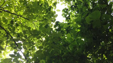 Looking-up-through-tops-of-trees-through-green-foliage,-summer-forest