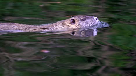 Follow-shot-of-a-Coypu-swimming-on-a-lake-and-his-body-reflected-on-the-water
