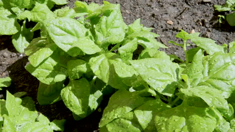 Spinach-planted-in-the-wet-soil