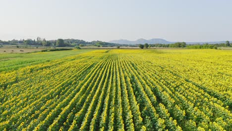 Schöne-Kamerafahrt-über-Felder-Gelber-Sonnenblumen-In-Emporda-Katalonien