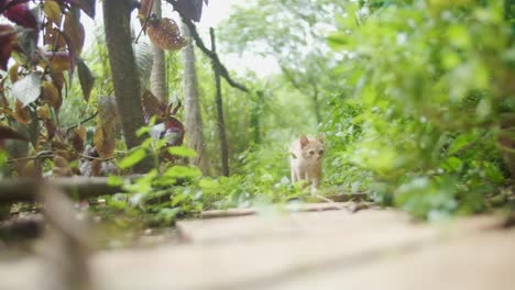 cute-curious-Tabby-marmalade-kitten-walking-down-overgrown-garden-path-towards-camera-slow-motion