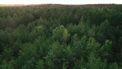 Slow-rising-over-endless-green-leafy-tree-crowns-of-Kowalskie-Blota-forest,-Poland-drone-aerial-taking-off