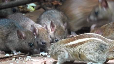 Nahaufnahme-Von-Wilden-Ratten-Und-Streifenhörnchen,-Die-Sich-Von-Gekochtem-Reis-Ernähren