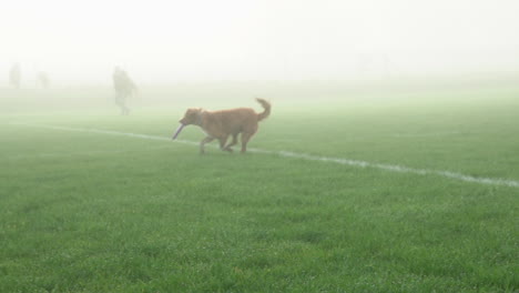 Golden-brown-dog-jumps-to-catch-frisbee-and-turns-in-foggy-grass-field,-Slowmo
