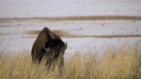 Nahaufnahme-Eines-Riesigen-Männlichen-Büffels-Oder-Amerikanischen-Bisons,-Der-Auf-Gras-Kaut