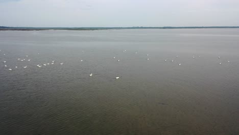 Large-white-swan-flock-swimming-on-Domaine-de-Graveyron-Arcachon-Bay-France,-Aerial-orbit-shot