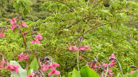 rufous-collared-sparrow-surrounded-by-pink-flowers-in-the-middle-of-the-underbrush-of-the-Costa-Rica-forest
