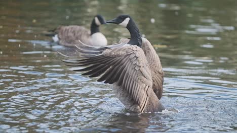 Canada-goose-flapping-wings-in-a-pond-slow-motion