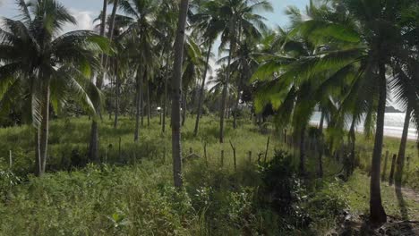 Schöne-Gerade-Luftdrohne,-Die-Zwischen-Palmengrünen-Bäumen-In-El-Nido-Palawan-Philippinen-Aufgenommen-Wurde