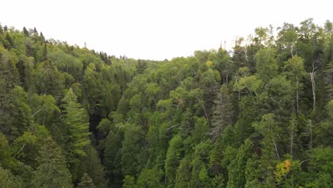forest-up-north-in-minnesota-by-lake-superior