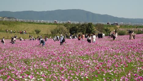 Cosmos-flower-field-in-Anseong-Farmland,-South-Korea