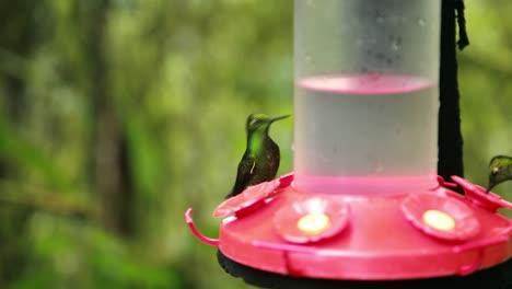 Green-Hummingbirds-Drinking-Sugar-Nectar-Water-From-Feeder