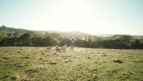 Slow-motion-pan-of-a-herd-of-sheep-walking-over-a-green-pasture-in-New-Zealand